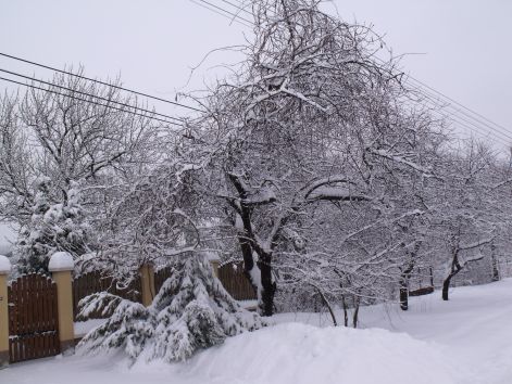 pv20100130_132.jpg